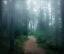 Picture of THE FOREST OF SECRETS