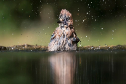 Picture of SHOWERING