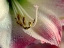 Picture of AMARYLLIS