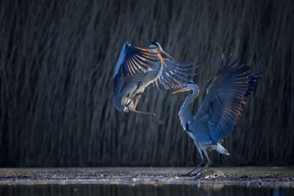 Picture of GREY HERON