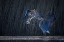 Picture of GREY HERON