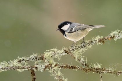 Picture of WINTER COAL TIT