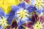 Picture of TULIPS