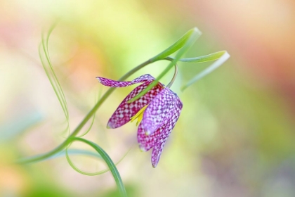 Picture of SNAKE'S HEAD FRITILLARY