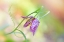 Picture of SNAKE'S HEAD FRITILLARY