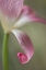Picture of UNTITLED