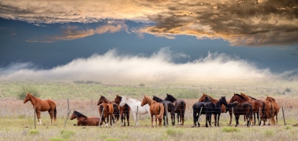 Picture of HORSES