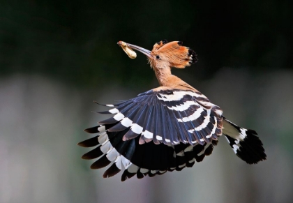 Picture of HOOPOE,FEEDING..