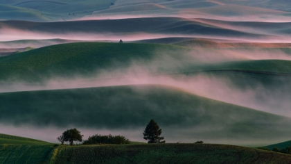 Picture of MISTY FIELD