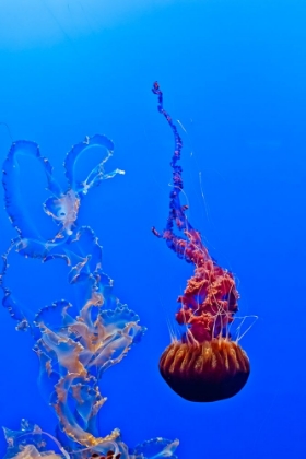 Picture of JELLYFISH 44