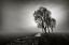 Picture of FOG