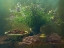 Picture of GREEN NOISE- SPRING NOISE