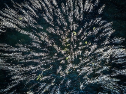 Picture of BLUE MANGROVE