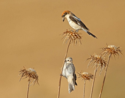 Picture of WOODCHAT SHRIKE