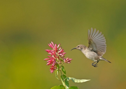 Picture of SUNBIRD