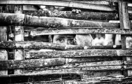Picture of THE EYES BEHIND THE FENCE
