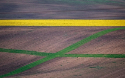 Picture of PAINTING THE FIELDS