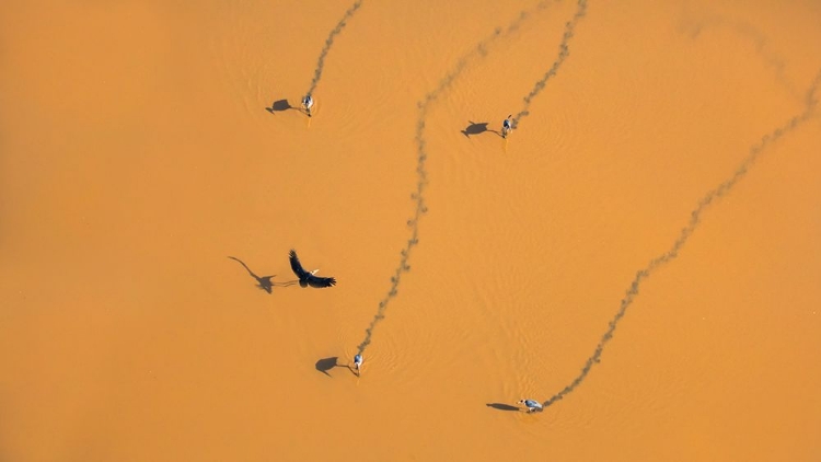 Picture of WALKING ON WATER