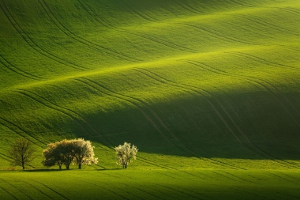 Picture of MORAVIAN WAVES