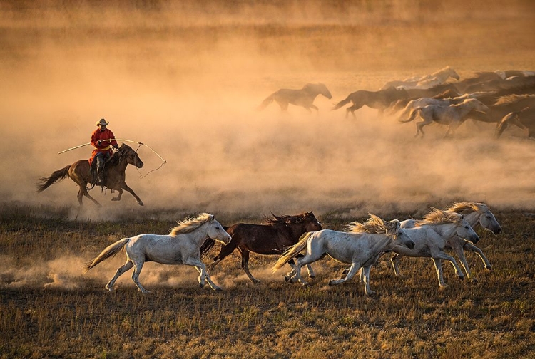 Picture of MONGOLIA HORSES