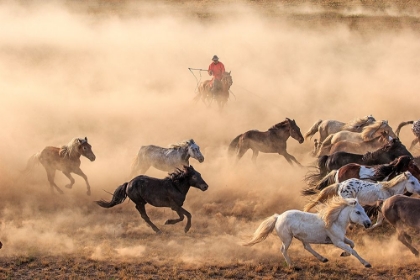 Picture of HORSE RUN