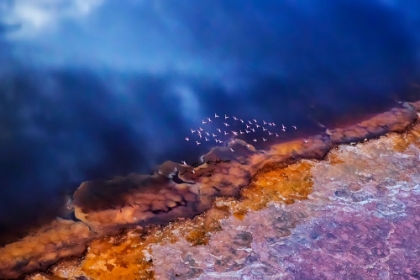 Picture of FLAMINGO FLY OVER THE LAKE