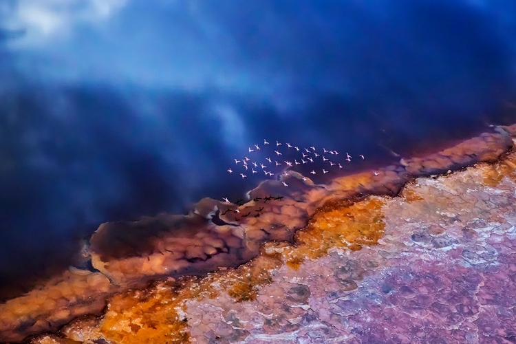 Picture of FLAMINGO FLY OVER THE LAKE