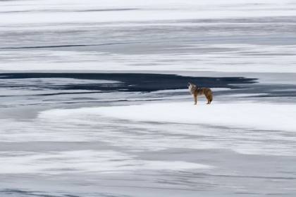 Picture of THE HOWL OF THE COYOTE