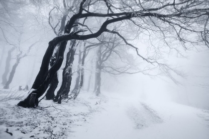 Picture of IN THE WINTER FOREST