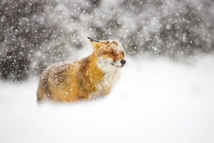 Picture of RED FOX IN A HEAVY SNOWSTORM