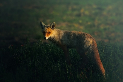 Picture of MR.FOX