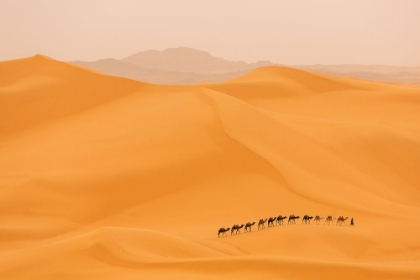 Picture of CAMELS CARAVAN IN SAHARA