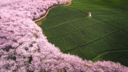 Picture of THE ROAD OF FLOWER