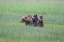 Picture of VIGILANCE #2