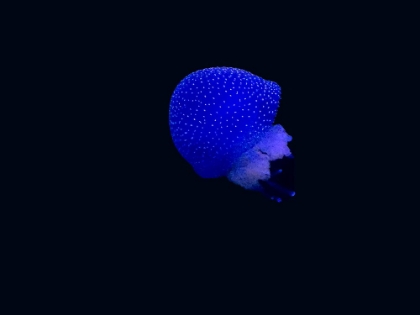 Picture of BLUE JELLYFISH