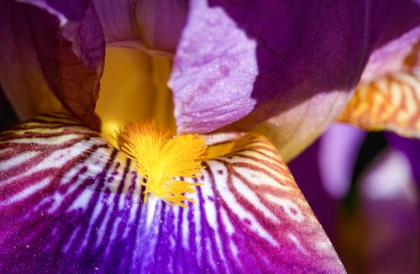 Picture of FIREWORK OF NATURAL COLOURS - IRIS