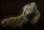 Picture of IGUANA PROFILE