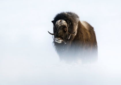 Picture of MUSKOX