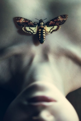 Picture of MOTH