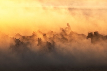 Picture of YAPLKAP HORSES