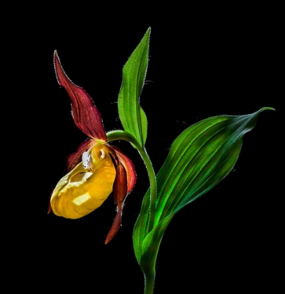 Picture of THE LADYS SLIPPER ORCHID