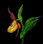 Picture of THE LADYS SLIPPER ORCHID