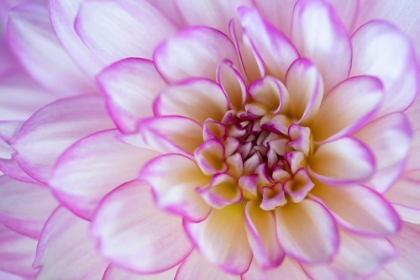 Picture of PINK PETALS