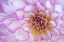 Picture of PINK PETALS