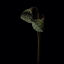 Picture of LOTUS HEADS