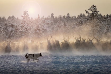 Picture of REINDEERS - NORTH OF RUSSIA