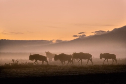 Picture of EARLY MORNING IN SERENGETI
