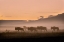 Picture of EARLY MORNING IN SERENGETI