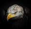 Picture of THE AMERICAN EAGLE
