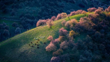 Picture of SUNSET IN THE PRIMITIVE WILD APRICOT FOREST